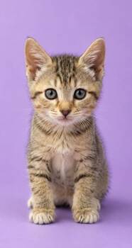 Honestii -  Domestic Short Hair Cat for Adoption in Columbia, Tennessee - Honestii | PetCurious