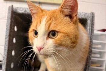 Domestic Short Hair Cats Available for Adoption - Donnie | PetCurious