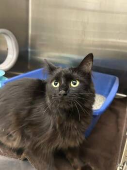 Domestic Short Hair Cats Available for Adoption in Munster, Indiana - Willow | PetCurious