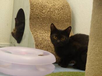 Sprite -  Domestic Short Hair Cat for Adoption in Ogdensburg, New York - Sprite | PetCurious