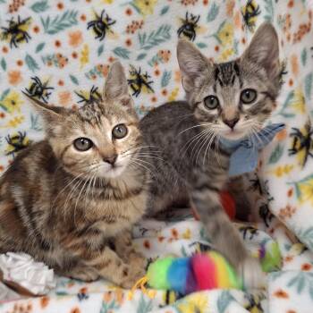 Millie & Ginsberg -  Bengal and Domestic Short Hair Cat for Adoption in Yorba Linda, California - Millie & Ginsberg | PetCurious