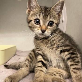 Eloise -  Domestic Short Hair Cat for Adoption in Dayton, Ohio - Eloise | PetCurious