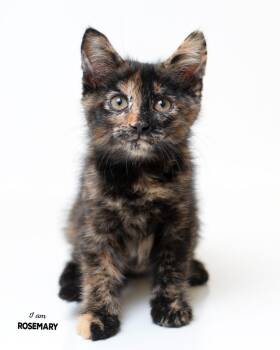 Rosemary -  Domestic Short Hair Cat for Adoption in Boone, Iowa - Rosemary | PetCurious
