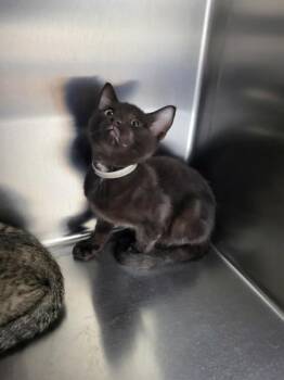 If 1 Willow -  Domestic Short Hair Cat for Adoption in Lawrenceville, Georgia - If 1 Willow | PetCurious