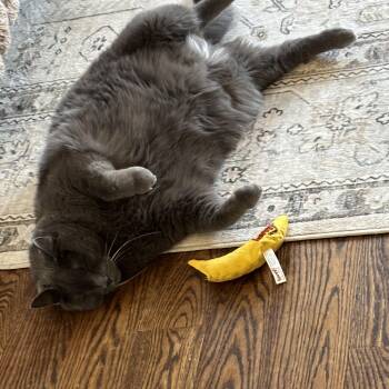 Big Bill -  Domestic Short Hair Cat for Adoption in Ottawa, Ontario - Big Bill | PetCurious
