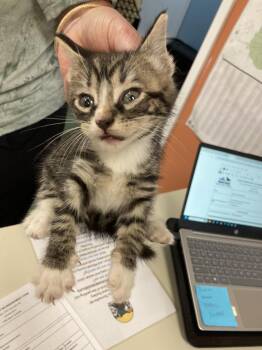 Domestic Medium Hair Cats Available for Adoption in Burnsville, North Carolina - Junco | PetCurious