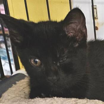 Saria -  Domestic Short Hair Cat for Adoption in Cumming, Georgia - Saria | PetCurious