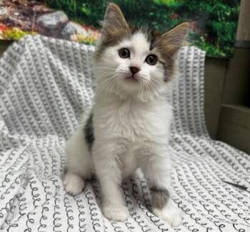 A551415 -  Domestic Medium Hair Cat Available for Adoption in Moreno Valley, California - A551415 | PetCurious