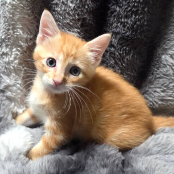 Rescue Domestic Medium Hair Cats for Adoption in Houston, Texas - Milo | PetCurious