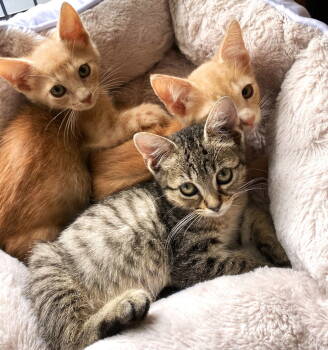 Rescue Domestic Short Hair Cats for Adoption in St. Cloud, Florida - Ozzy (Anita) | PetCurious