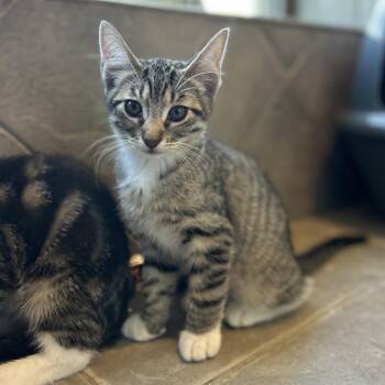 Pockets -  American Shorthair Cat for Adoption in Seguin, Texas - Pockets | PetCurious