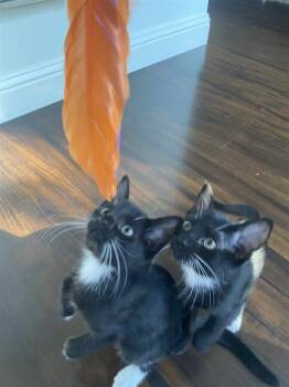 Opossum -  Domestic Short Hair Cat for Adoption in Dallas, Texas - Opossum | PetCurious