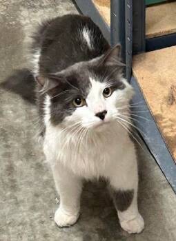Rescue Domestic Long Hair Cats for Adoption in Mitchell, South Dakota - Galaxy - Gray & White Long Hair - #20 | PetCurious