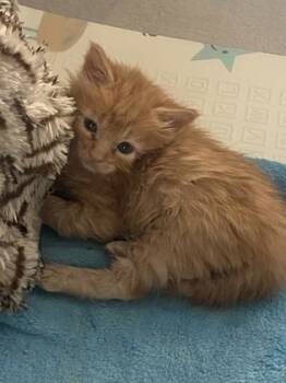 Rescue Domestic Short Hair Cats for Adoption in Columbia, South Carolina - Prius | PetCurious