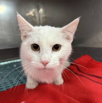 Rescue Domestic Short Hair Cats for Adoption in Blair, Nebraska - Daisy | PetCurious