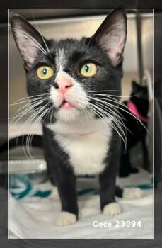 CECE (see also NOIR) -  Domestic Short Hair Cat for Adoption in Marietta, Georgia - CECE (see Also NOIR) | PetCurious