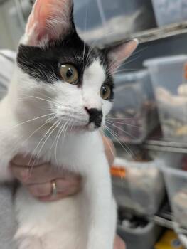 Rescue Domestic Short Hair Cats for Adoption in Rustburg, Virginia - Reagan - At Shelter | PetCurious