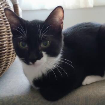 Rescue Domestic Short Hair Cats for Adoption in Huddleston, Virginia - Rerun (PW) | PetCurious