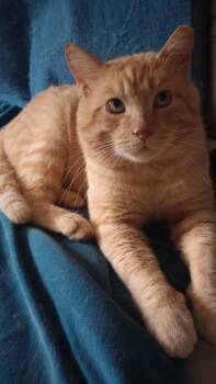 Domestic Short Hair Cats Available for Adoption in Denver, Colorado - Burt Reynolds | PetCurious