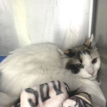 Domestic Long Hair Cats Available for Adoption - Bailey | PetCurious