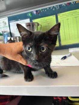 *Lehabah* -  Domestic Short Hair Cat for Adoption in Salt Lake City, Utah - *Lehabah* | PetCurious
