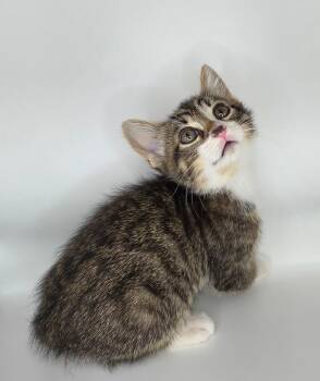 Domestic Short Hair Cats Available for Adoption in San Jacinto, California - Tom | PetCurious