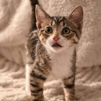 Sprout -  Domestic Short Hair Cat for Adoption in Gainesville, Georgia - Sprout | PetCurious
