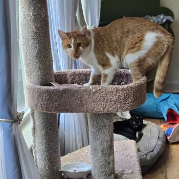 Sampson R -  Domestic Short Hair Cat for Adoption in Cary, North Carolina - Sampson R | PetCurious