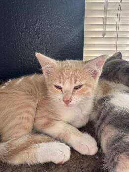 Blade -  Domestic Short Hair Cat for Adoption in Parker, Colorado - Blade | PetCurious