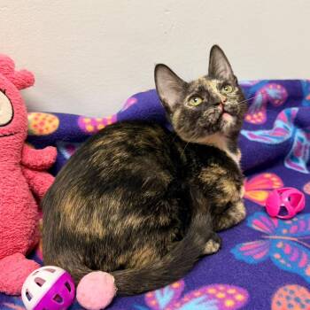 Eevee -  Tortoiseshell Cat for Adoption in Quail Heights, Florida - Eevee | PetCurious