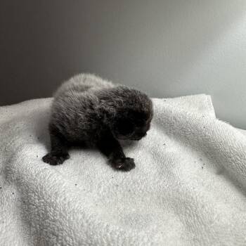 Domestic Short Hair Cats Available for Adoption in South Elgin, Illinois - Veronica | PetCurious