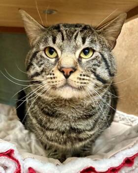 Shadow -  Domestic Short Hair Cat for Adoption in Novato, California - Shadow | PetCurious