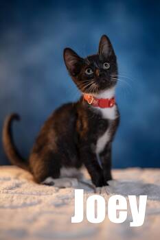 Rescue Domestic Short Hair Cats for Adoption in Maitland, Florida - Joey | PetCurious