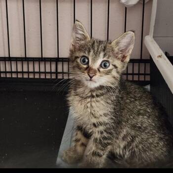 MJ -  Domestic Short Hair Cat for Adoption in Wantagh, New York - MJ | PetCurious