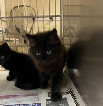 Domestic Long Hair Cats Available for Adoption in Nacogdoches, Texas - Haku | PetCurious