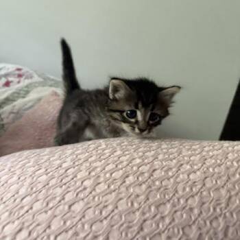 Elle -  Domestic Short Hair Cat for Adoption in Auburn, Alabama - Elle | PetCurious
