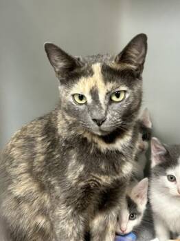 Rescue Domestic Short Hair Cats for Adoption in Cumming, Georgia - Cinnamon Toast 1766-25 | PetCurious