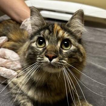 Erica -  Domestic Long Hair and Domestic Short Hair Cat for Adoption in Merriam, Kansas - Erica | PetCurious