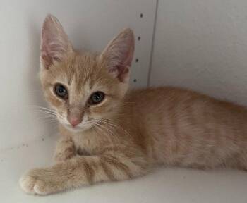 Domestic Short Hair Cats Available for Adoption in Oviedo, Florida - Archie | PetCurious