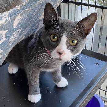 Rescue Domestic Short Hair Cats for Adoption in Chino Hills, California - Tootley (C000-495) - City Of Industry Location | PetCurious