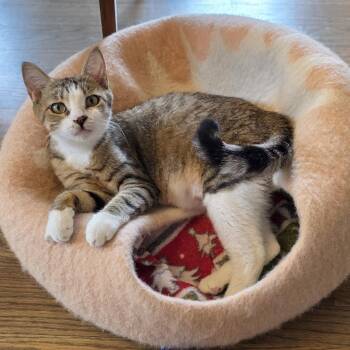 Libra -  Domestic Short Hair Cat for Adoption in Chicago, Illinois - Libra | PetCurious