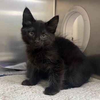 Gengar -  Domestic Medium Hair Cat for Adoption in Milton, Florida - Gengar | PetCurious