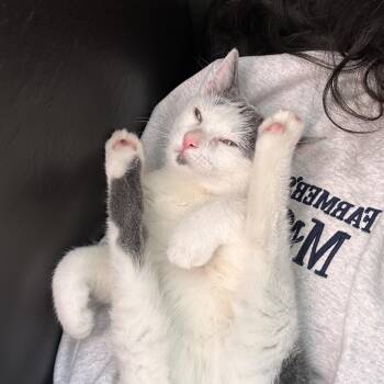 Stitch -  Domestic Short Hair Cat Available for Adoption in Philadelphia, Pennsylvania - Stitch | PetCurious