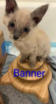 Banner -  Siamese and Domestic Long Hair Cat for Adoption in New Braunfels, Texas - Banner | PetCurious