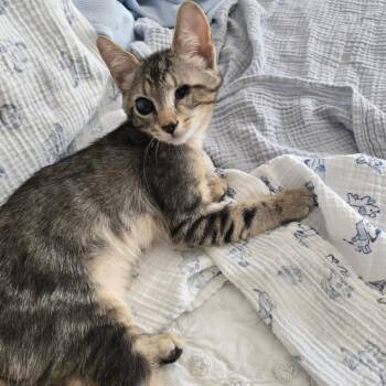 Domestic Short Hair Cats Available for Adoption in Richmond, Virginia - Alfie | PetCurious