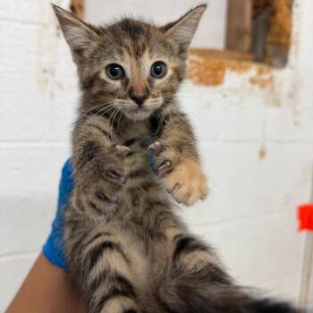 Pearl -  Domestic Short Hair Cat for Adoption in Edinburg, Texas - Pearl | PetCurious