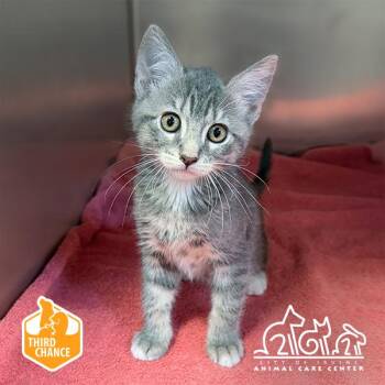 BOB -  Domestic Short Hair Cat for Adoption in Irvine, California - BOB | PetCurious