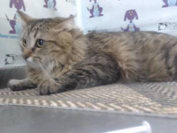 Domestic Medium Hair Cats Available for Adoption in Orlando, Florida - SERABI | PetCurious