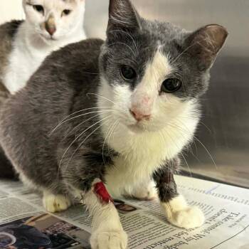 Domestic Short Hair Cats Available for Adoption in Pauls Valley, Oklahoma - Ashley | PetCurious