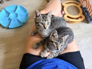 Birthday Cake -  Domestic Short Hair Cat for Adoption in Zephyr, Ontario - Birthday Cake | PetCurious